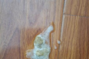 猫咪呕吐异味难忍（探究猫咪呕吐异味的原因及解决方法）