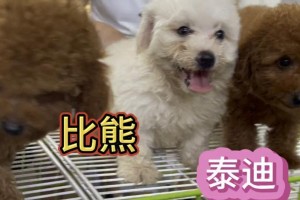 比熊与灰泰迪混血狗——优雅与活力的完美结合（探索混血犬品种）
