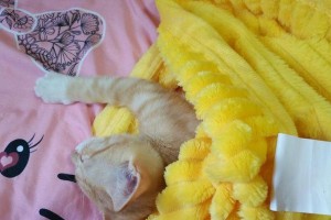 如何选择适合蓝猫的猫粮？（以蓝猫喂什么猫粮好）