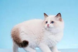 布偶猫的饲养方法（如何养护布偶猫，让它们健康快乐地生活？）