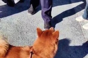 柴犬为什么不喜欢散步？（探寻柴犬不喜欢散步的原因及解决方法）