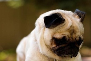 怎样给狗狗补钙（宠物犬营养专家为你详解营养补给的窍门）