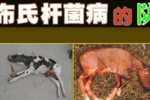 解析畜体后肢关节结构及功能（探究畜体后肢关节的解剖特征和运动机制）