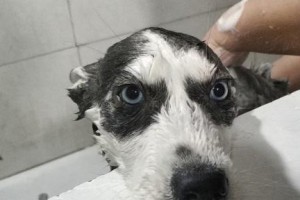 如何给你的哈士奇洗澡（哈士奇洗澡的注意事项和步骤）