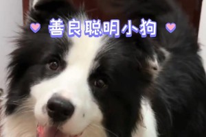 小狗为何会摇尾巴？（探秘小狗摇尾巴的原因及意义）