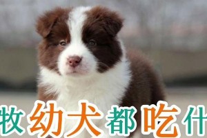 边牧幼犬的营养需求（为你的边牧宝宝选择合适的饮食）