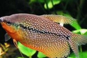 珍珠马甲饲养全指南（从选择到养护，轻松打造优美家园）