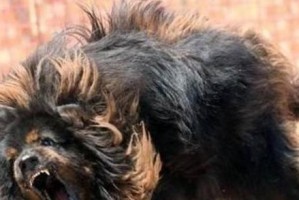 藏獒腿发软原因分析（探究藏獒腿发软的症状、治疗和预防方法）