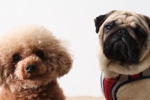泰迪幼犬的理发时机选择（为宠物泰迪选择理发的关键因素）