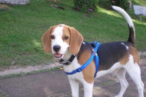 哈利犬的饲养方法是什么？了解哈利犬的性格特点，从饲养方面入手
