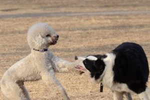 以犬调之意——狗狗在社会中的重要性（犬类文化的传承和社会融入）