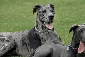 大丹犬-优雅、高贵的大型宠物（大丹犬的特征标准与饲养技巧）