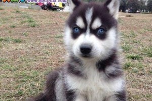 50天哈士奇营养饮食指南（从幼犬到成年犬，一份全面、科学的饮食规划）