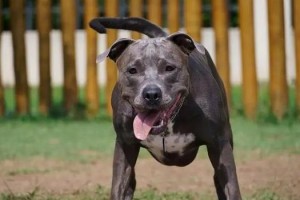美国比特犬的饲养方法（了解比特犬的性格特征，掌握合理饲养技巧）