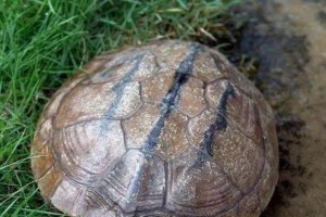 咸水泥彩龟的饲养方法（营养要求、水质管理、栖息地设置等实用技巧）