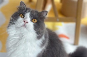 猫毛为什么会变白？（探寻猫毛变白的原因及其影响）