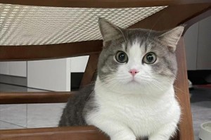 人类为什么会养宠物？（探究人类与宠物之间的互动关系）