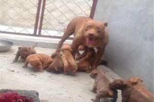 比特犬的生产周期（探究比特犬生育规律，助力繁殖管理）
