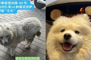 了解宠物的皮肤病——萨摩耶过敏性皮炎（了解宠物的皮肤病——萨摩耶过敏性皮炎）