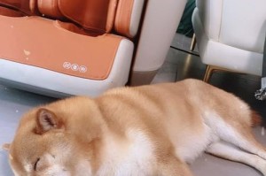 六个月大的狗狗需要多久的睡眠？（探究狗狗六个月时的睡眠需求和好的睡眠习惯）