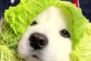 探秘萨摩耶的独特魅力（一起了解这个美丽、聪明、忠诚的犬种）
