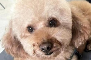 养泰迪狗的注意事项（打造幸福泰迪生活，让爱犬快乐成长）