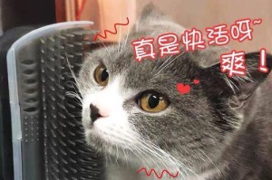 如何科学地给猫咪梳毛？（宠物主人必看，一步步教你正确梳理猫咪毛发！）