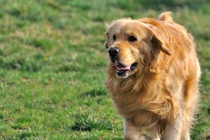 金毛犬配种的最佳时机（了解金毛犬的生殖特征与繁殖规律，找到合适的配种时机）