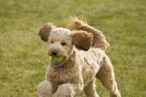 如何训练贵宾犬握手？（简单易学的技巧让你的宠物成为明星）