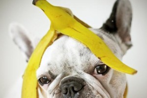 以法斗为主题的全能食肉小犬（一只什么都吃的法斗犬的故事）