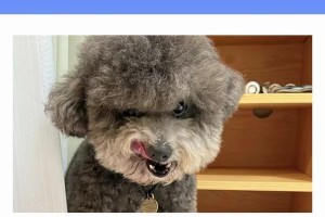 探讨以泰迪狗毛色为价值主导的现象（揭秘泰迪狗毛色市场中的热门品种与市场价格）