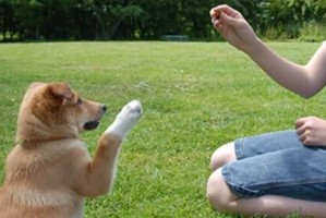 狗狗训练的正确时机（从几个月开始训练？犬主必知的关键信息）