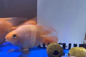 鹦鹉鱼的饲养方法（打造理想的鹦鹉鱼家园，营造健康的饲养环境）