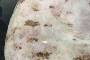 藏獒皮肤病治疗方法详解（带宠物走出皮肤病困境的正确方法）