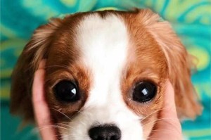 查理士王小猎犬的饲养方法（了解养犬知识，打造快乐生活）