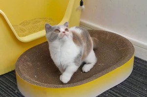 刚生一月的小猫的饮食需求（养育小猫的重要饮食指南）