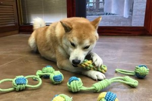 揭秘博美幼犬咬人事件真相（解析咬人原因与预防措施）