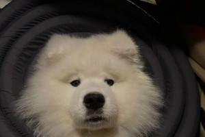 萨摩耶刚买来的注意事项（幸福满溢的萨摩耶生活）