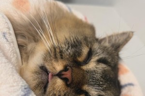 猫为什么在绝育手术后会出现呕吐现象？（揭秘猫绝育手术后的呕吐原因及处理方法）