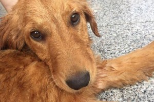 如何避免金毛犬补钙过多（如何避免金毛犬补钙过多）