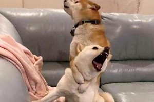 为什么狗狗喜欢闻腿？（探秘狗狗闻腿的神奇行为）