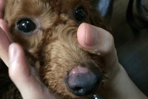 狗为什么会蜕皮？（探索狗蜕皮的原因和机制）