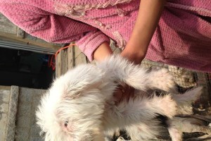 如何打理古代牧羊犬的毛发（让你的宠物更舒适、更健康）