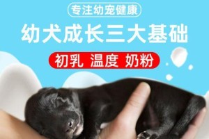小狗刚出生，该喂什么奶粉？（选择适合新生小狗的奶粉很重要）