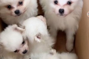 世界十大最可爱的狗（两只迷人的小型犬种，博美和泰迪，成为了世界十大最可爱的狗之一）