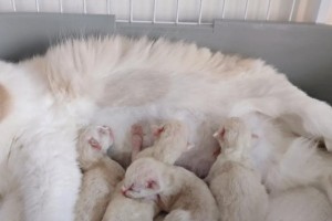 养布偶猫的乐趣与挑战（布偶猫——身体与心灵的陪伴）