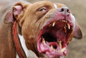 美国比特犬的饲养全攻略（从喂养到训练，打造健康快乐的比特犬生活）