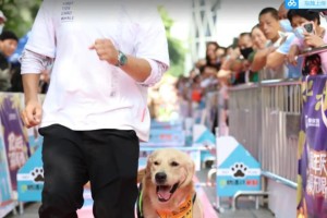 激烈角逐中的赛犬金毛比赛（从训练到比赛，金毛的精彩表现引人注目）