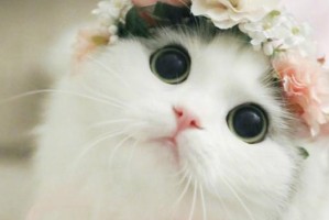 猫咪得青光眼的原因与预防措施（探讨猫咪青光眼的危害以及如何保护它们的视力）