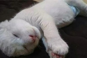 北海道犬饲养指南（掌握这些技巧，让你的北海道犬健康快乐成长）
